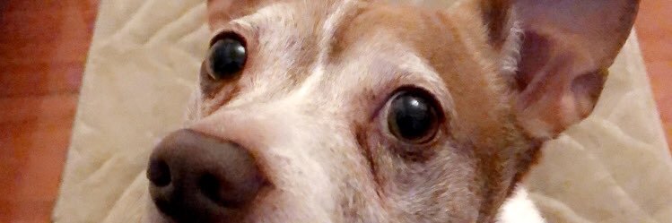 vivsacee's profile banner image