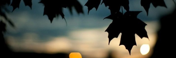 ignadieguez04's profile banner image