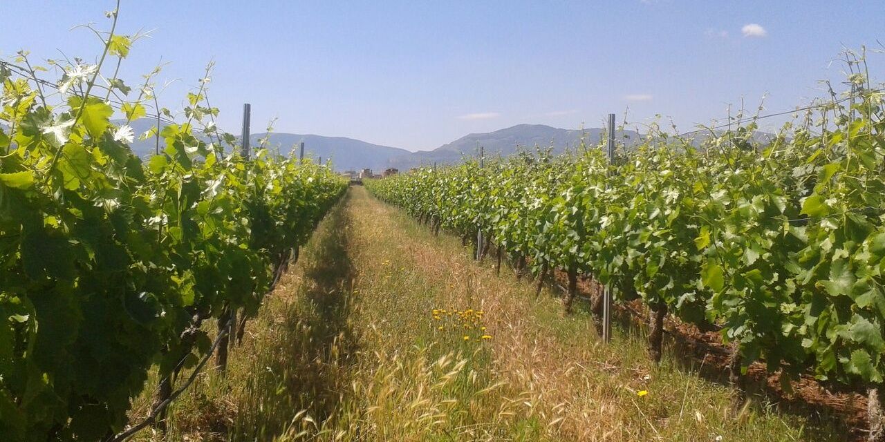 BodegaClemente's profile banner image