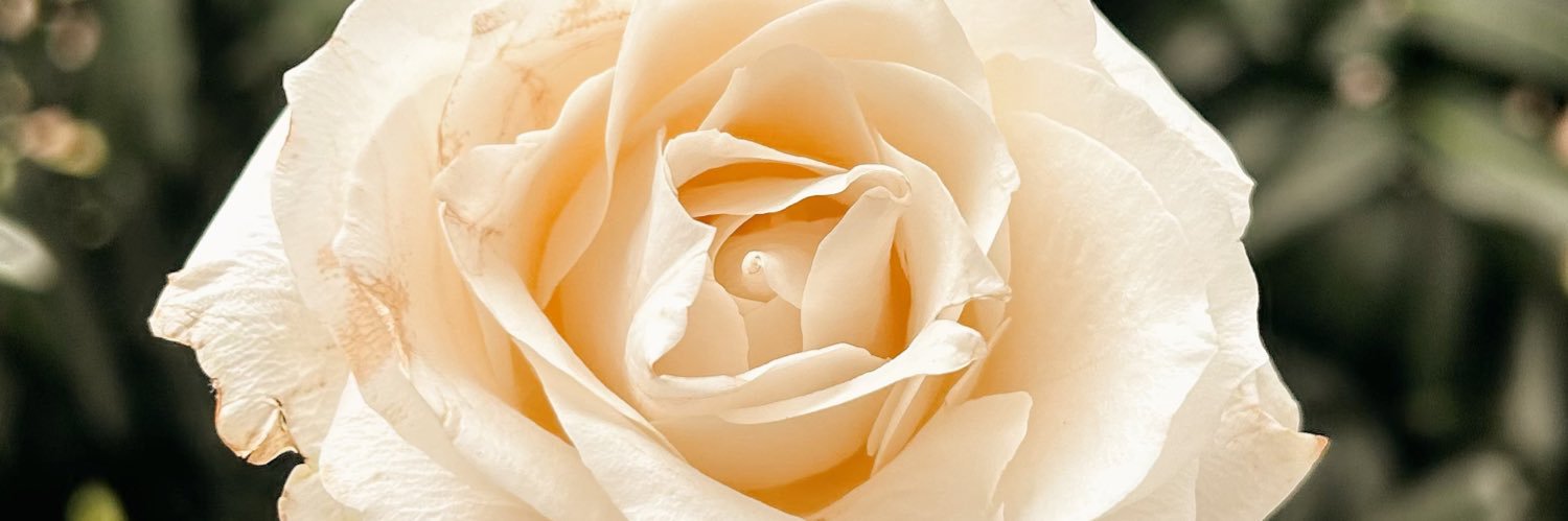bárbara banner