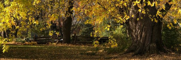 nstdenis Profile Banner