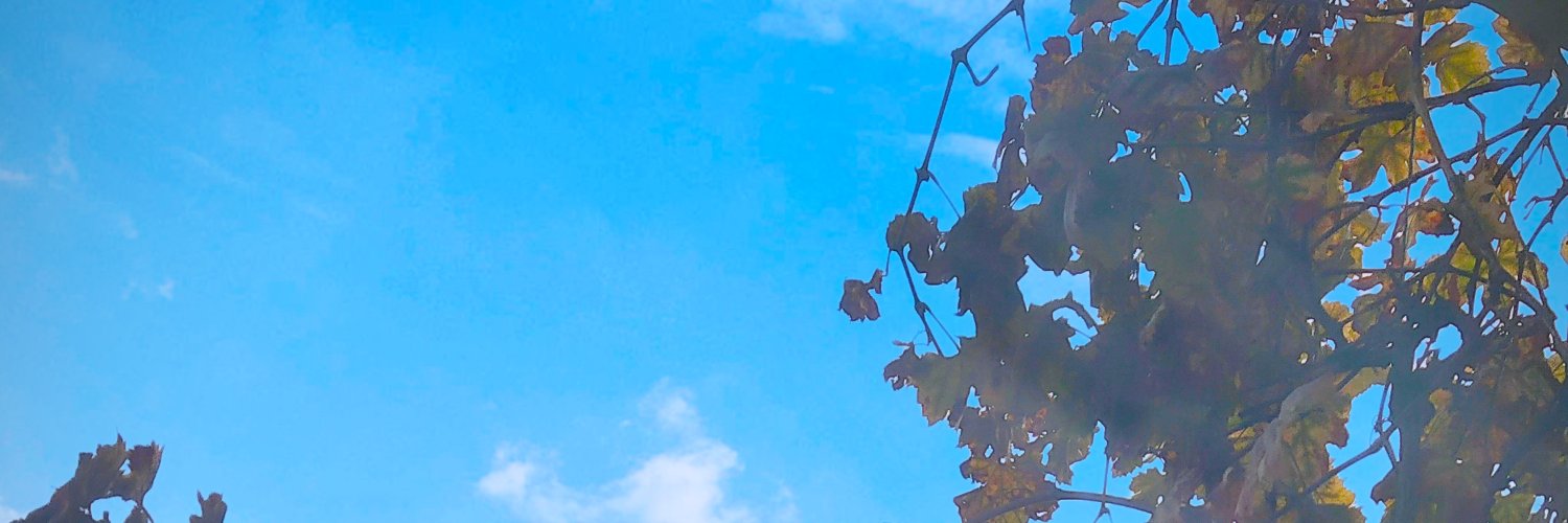 lbouzid5's profile banner image