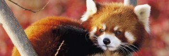 SnuggleSquade's profile banner image
