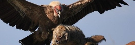 Vulture's Pick banner