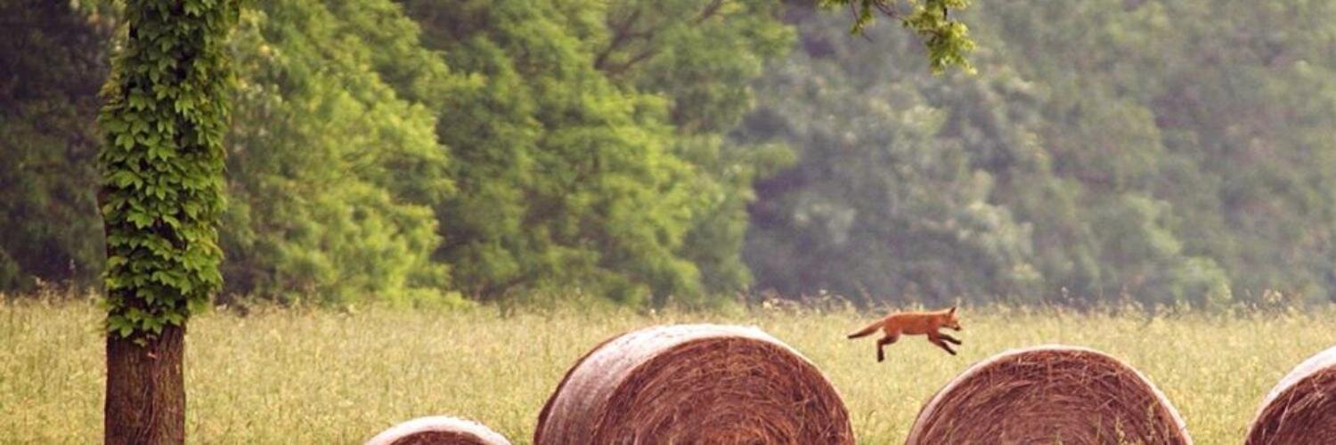 fortunatoferro's profile banner image