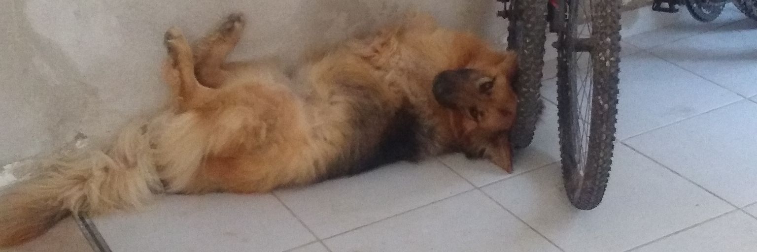 japaprostituto's profile banner image