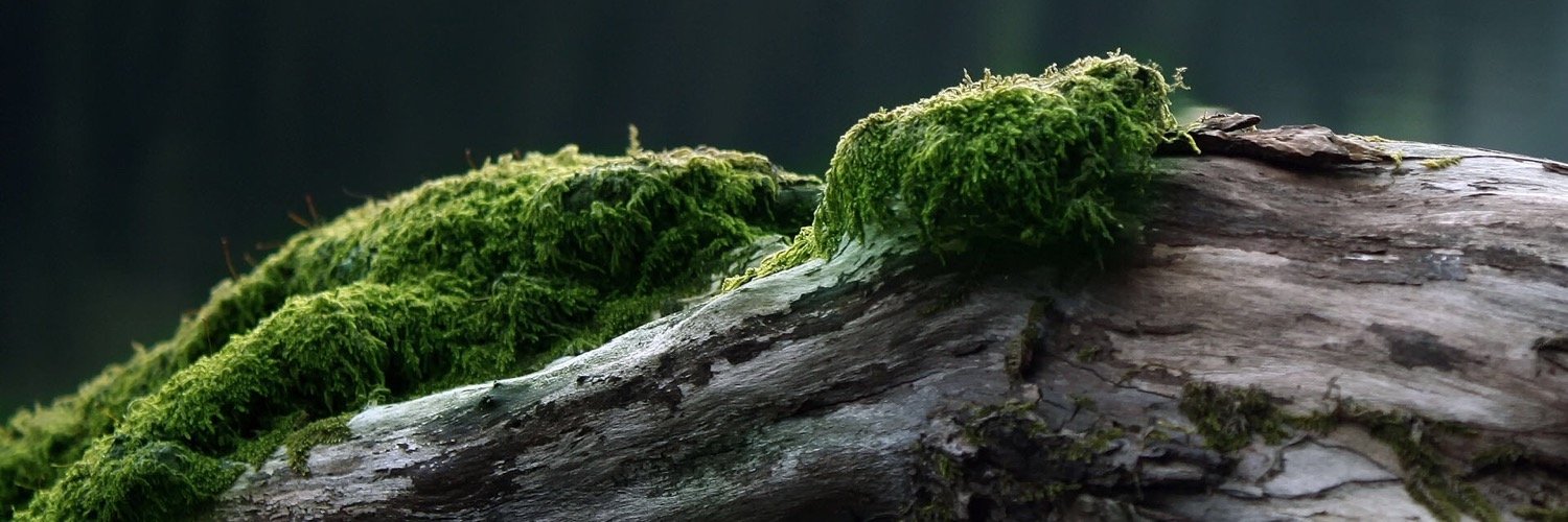 birdcallone's profile banner image