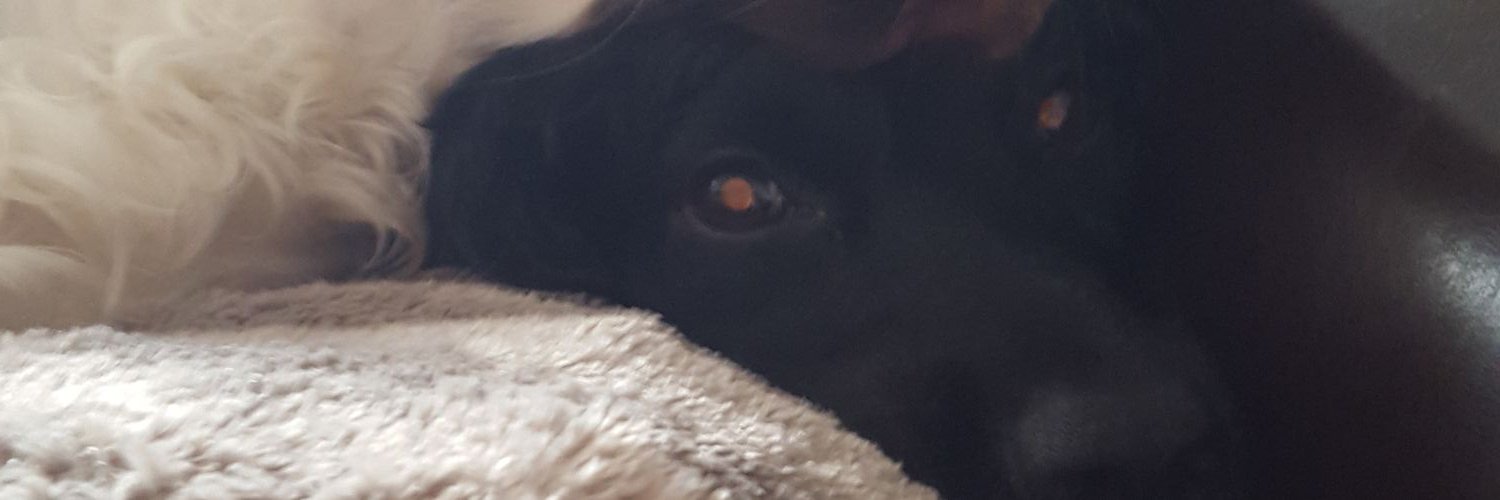 Liam Gambrill banner