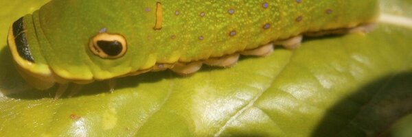 Butterfly_VA Profile Banner