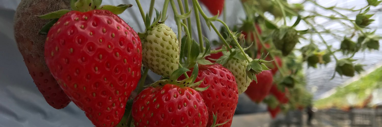 m_berry128's profile banner image