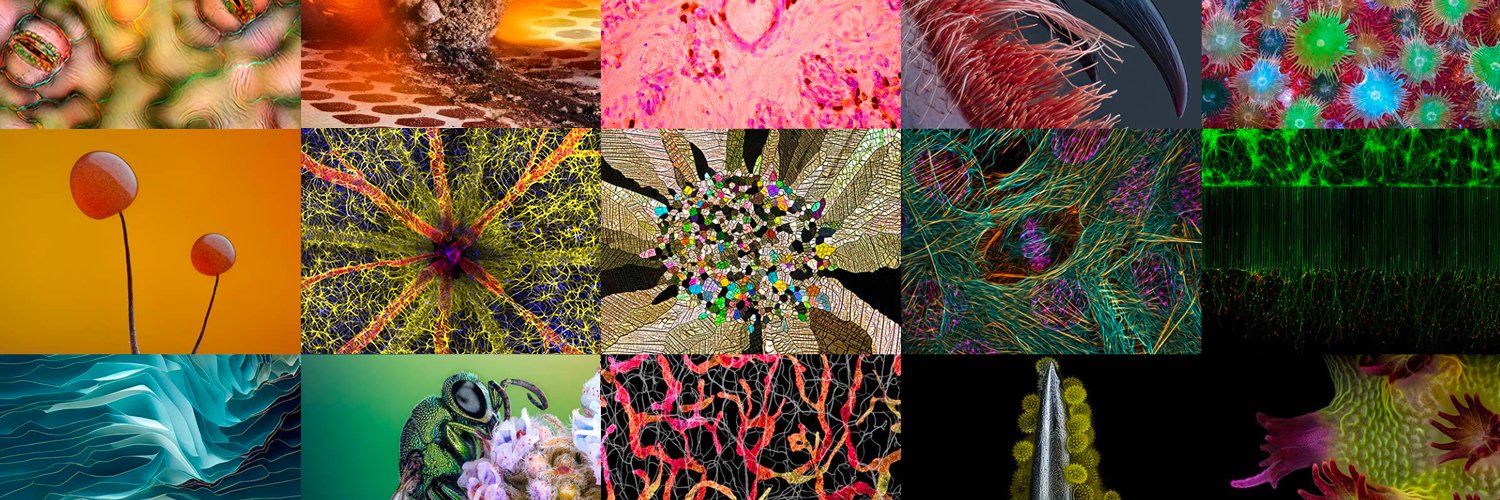 Nikon Small World's banner
