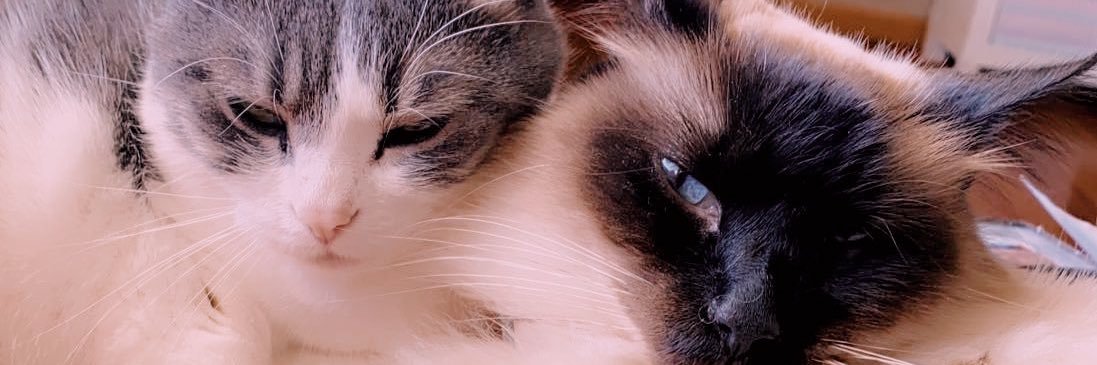 haley_buug's profile banner image