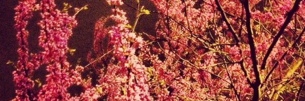 CheeseCip Profile Banner