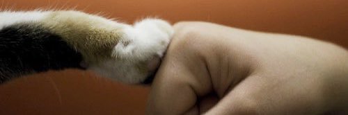 UnAsiatico's profile banner image