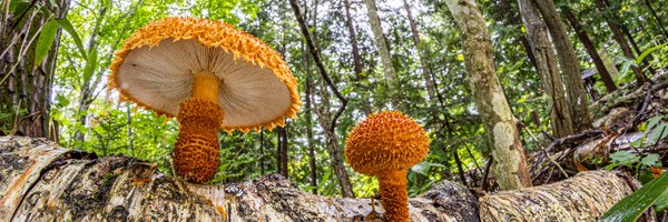 hikasukepon Profile Banner