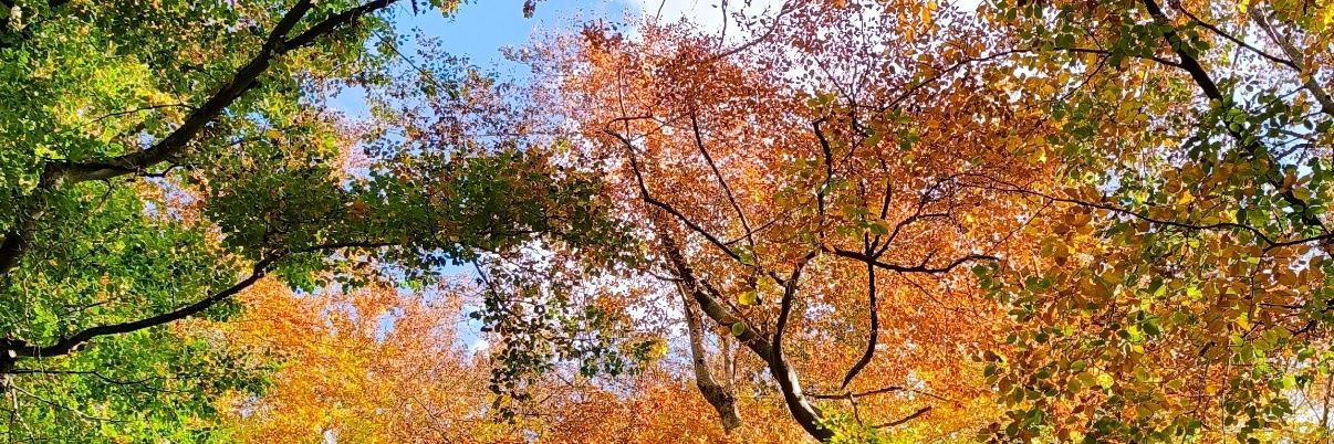 Sandra 🌙🧩💜 banner