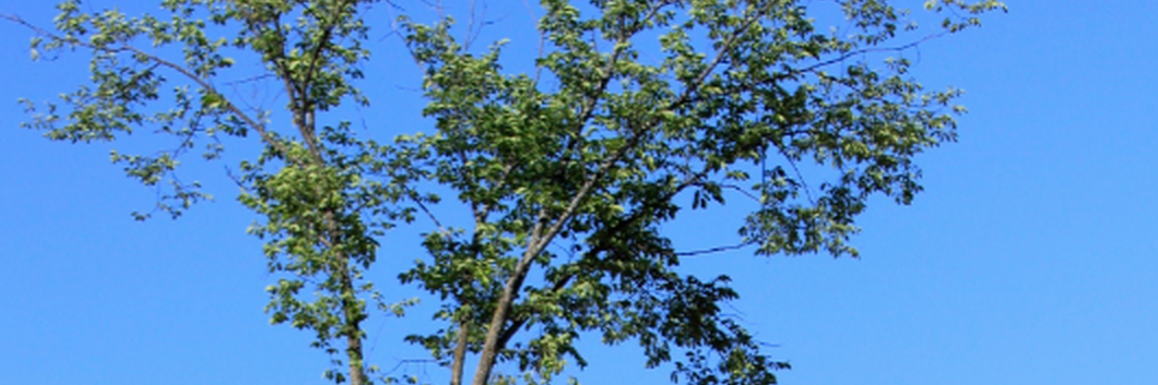 Honeychip's profile banner image
