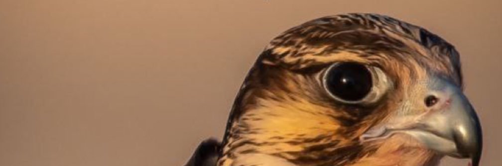 adel__1981a's profile banner image