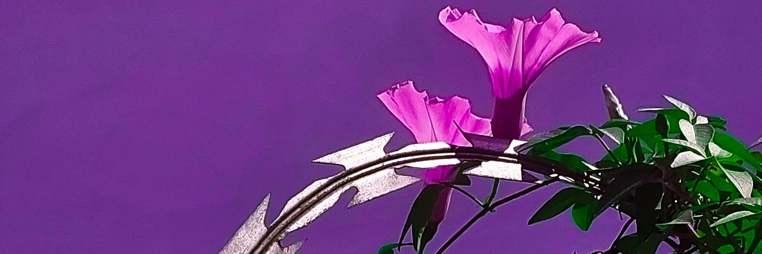 renansalotto's profile banner image