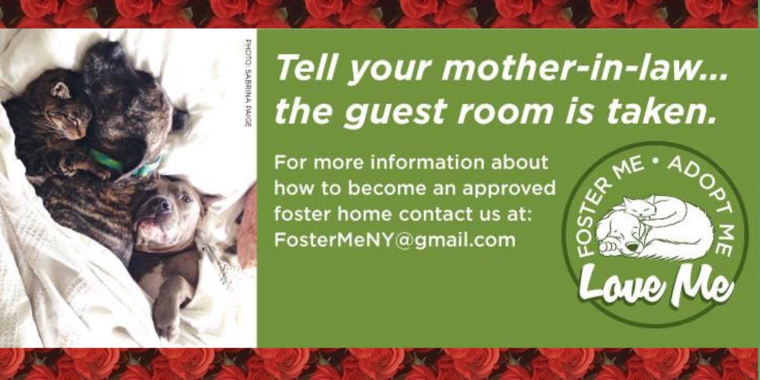 FosterMeNY's profile banner image