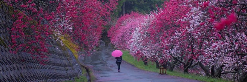Black Amethyst banner