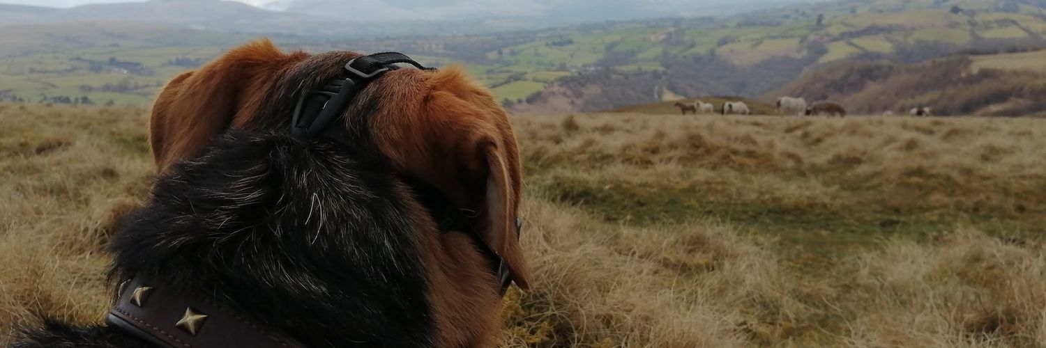 DebbieWharton's profile banner image