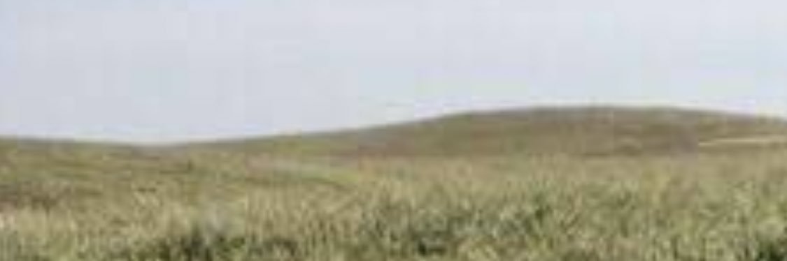 الساري banner