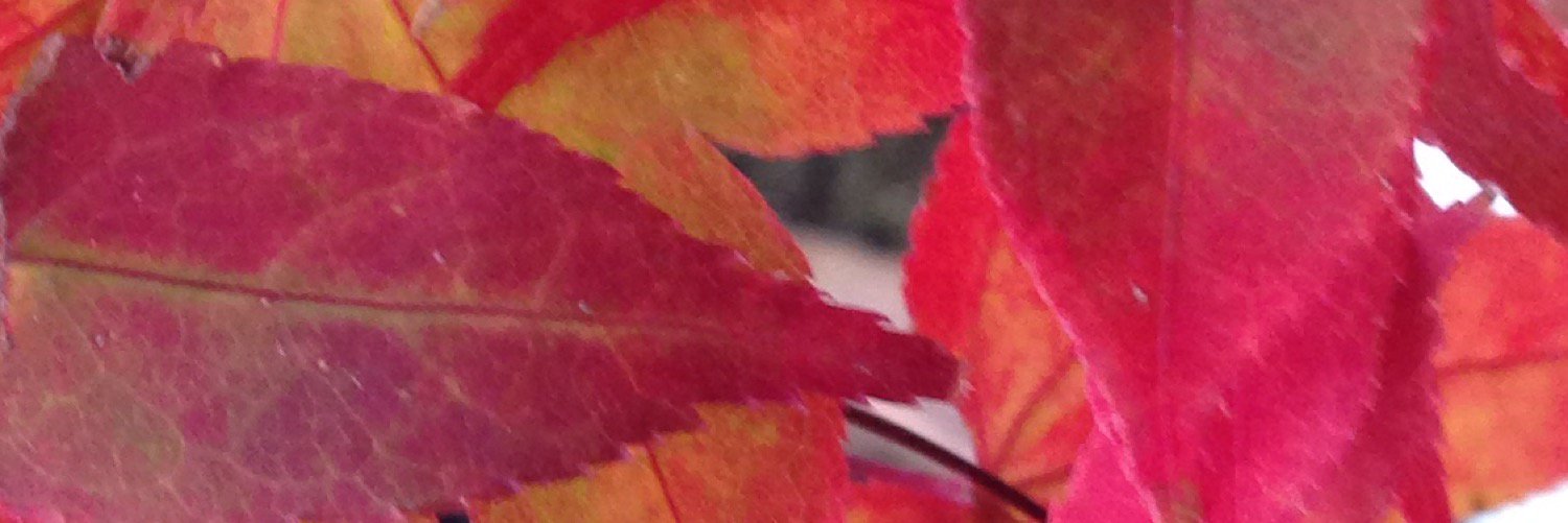 jenjopen's profile banner image