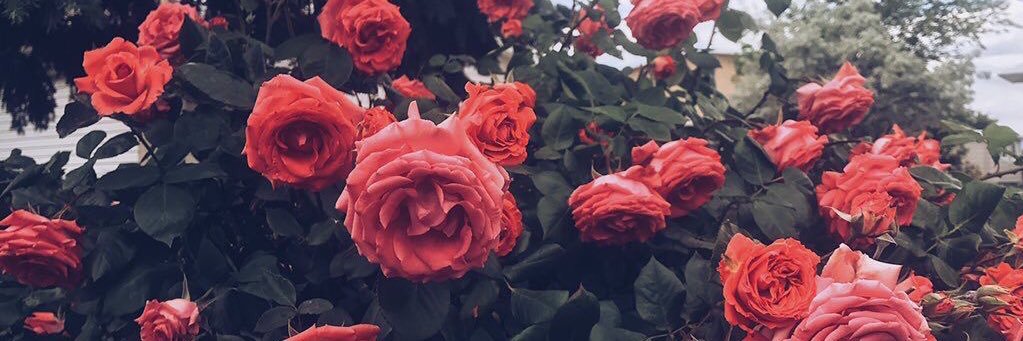 leannee_osborne's profile banner image
