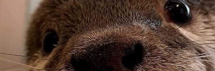 RizitosdeNegro's profile banner image