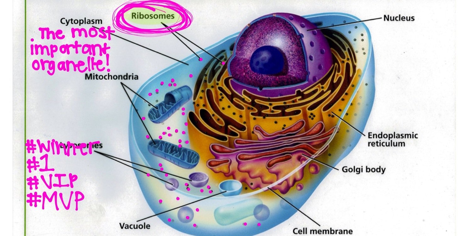 RIBOSOME2apbio's profile banner image