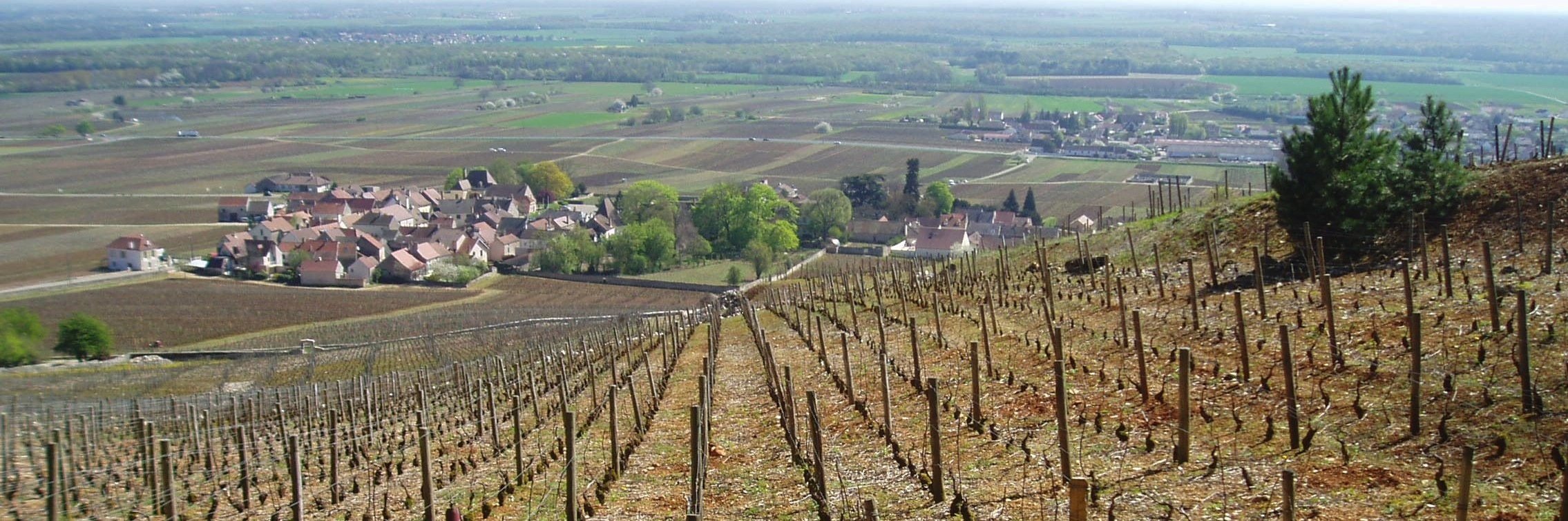 Peter Bamford banner