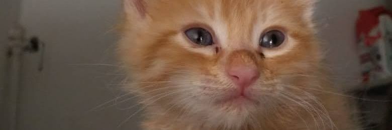 Ron_con_coca_33 banner