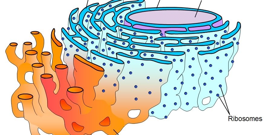 ENDORETICULUM2's profile banner image
