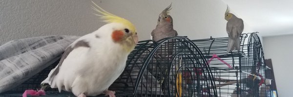 ColBirdstrong Profile Banner