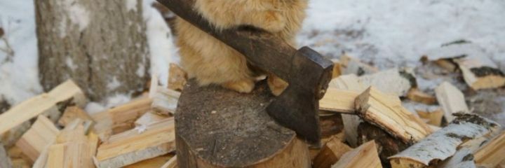 underwatercat1's profile banner image