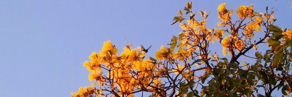 corarbo Profile Banner