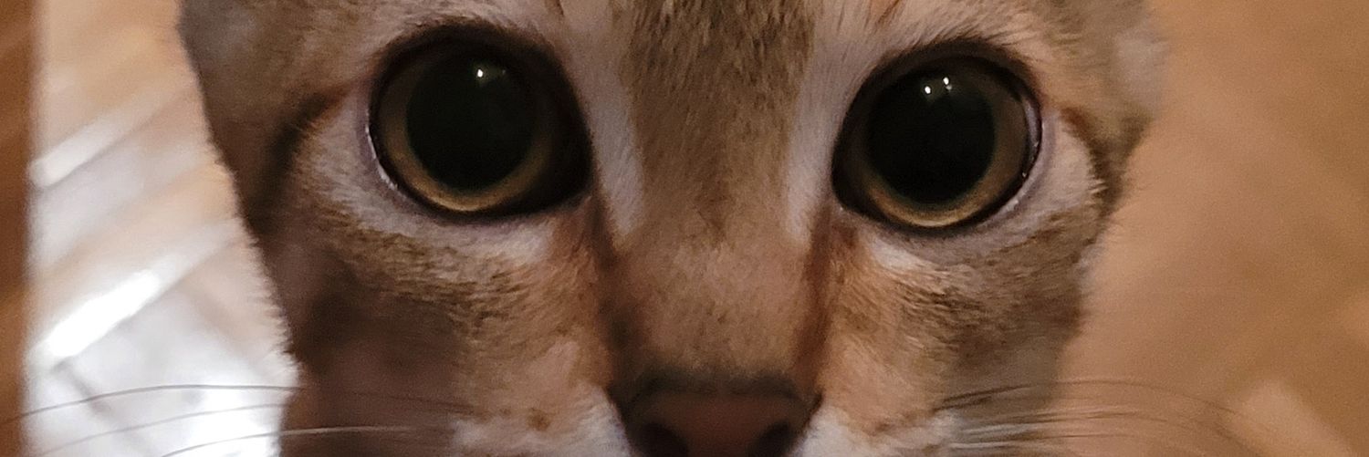 Thritio's profile banner image