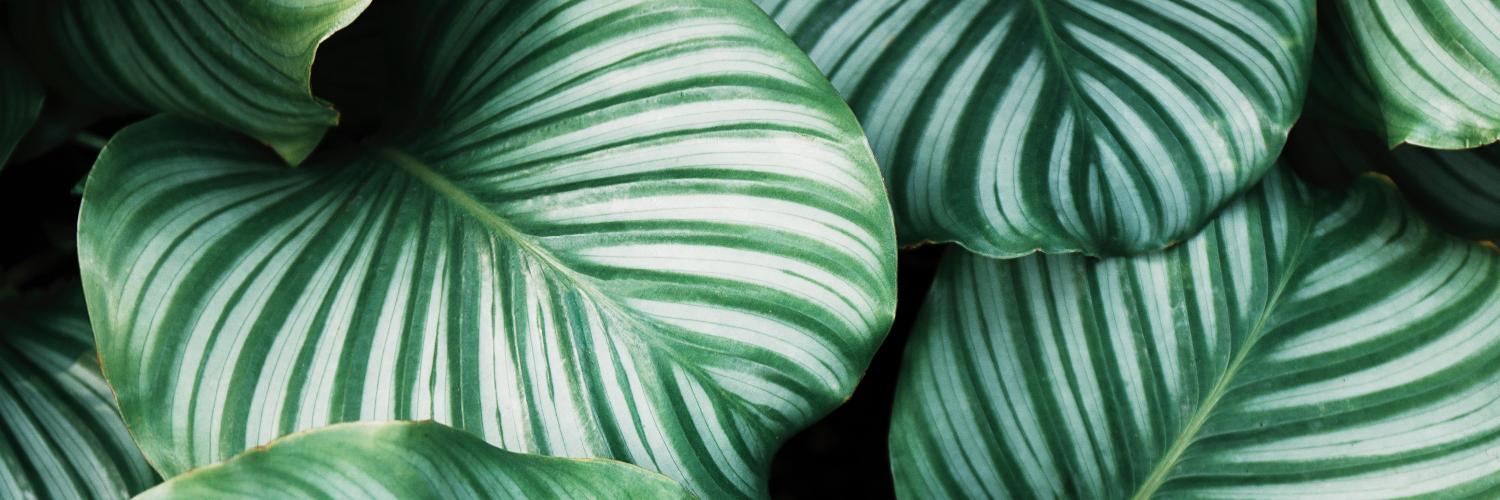 GenesisCareUK banner