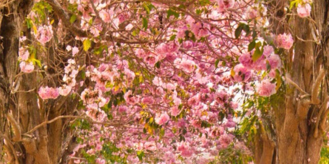 Are ♡ banner