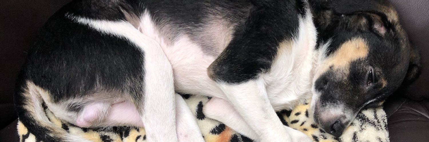 HastaLaVictoria banner