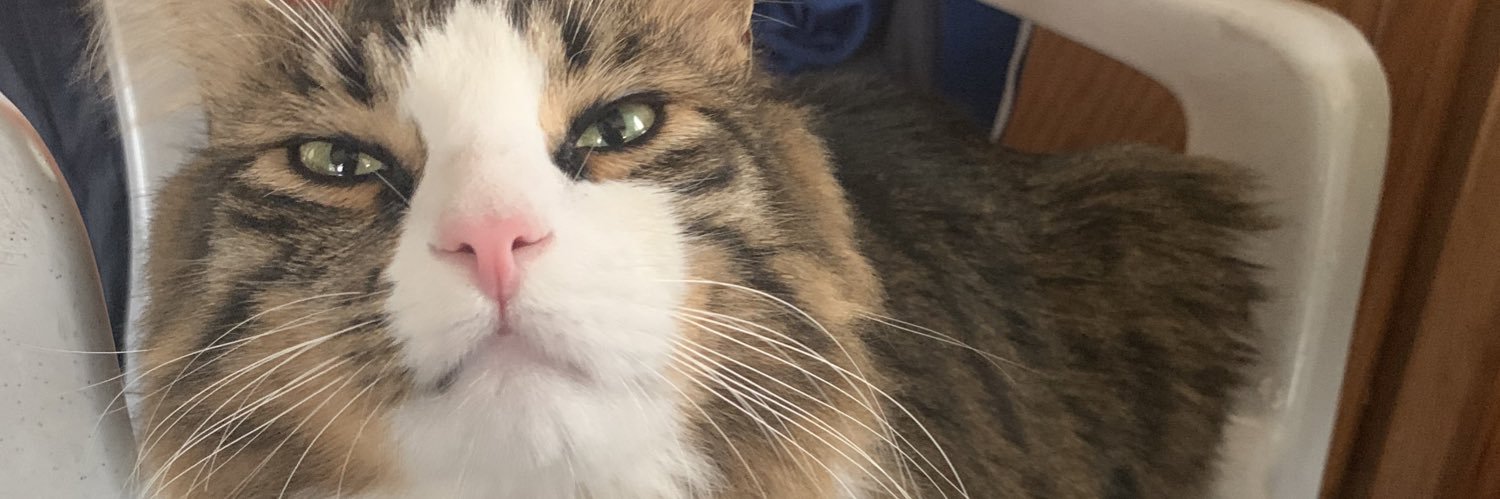 bishop_deannaa's profile banner image