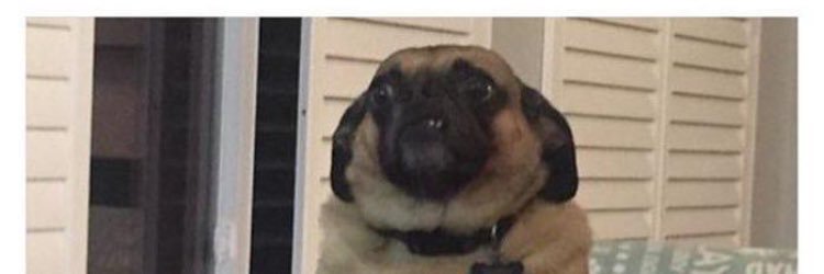 EstherNemethy's profile banner image