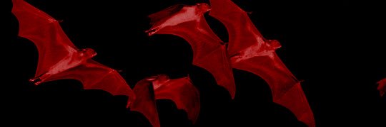 ShyneFrfr's profile banner image