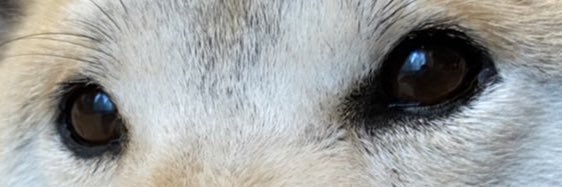 suppli_z's profile banner image