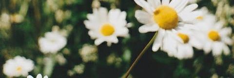 MoonRoque's profile banner image