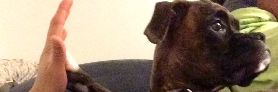 JusticeTheBoxer's profile banner image