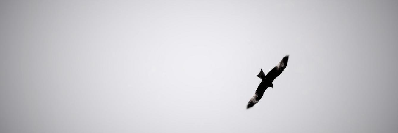 JooPedro12's profile banner image