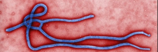 ebolasavage1's profile banner image