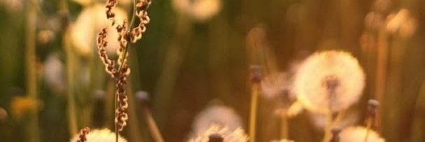WeiyiChen's profile banner image